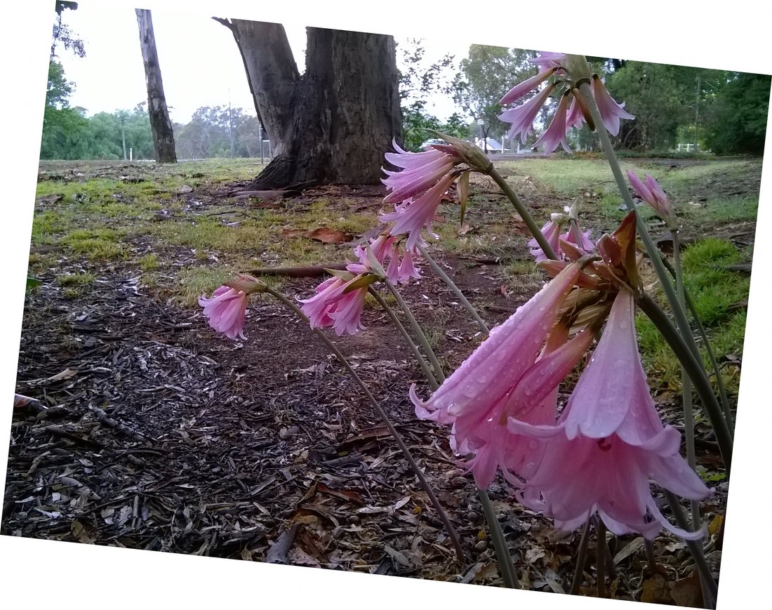 belladonnas near the footbridge