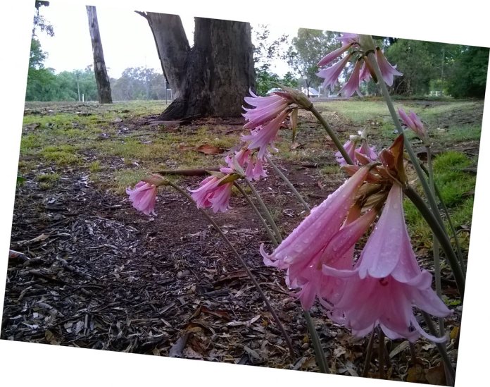 belladonnas near the footbridge