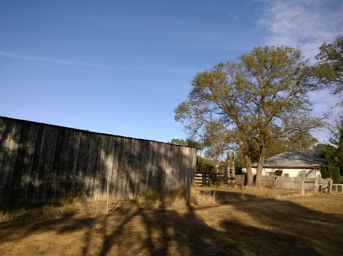 looking West, the back of a hayshed, house, elm, stockyards