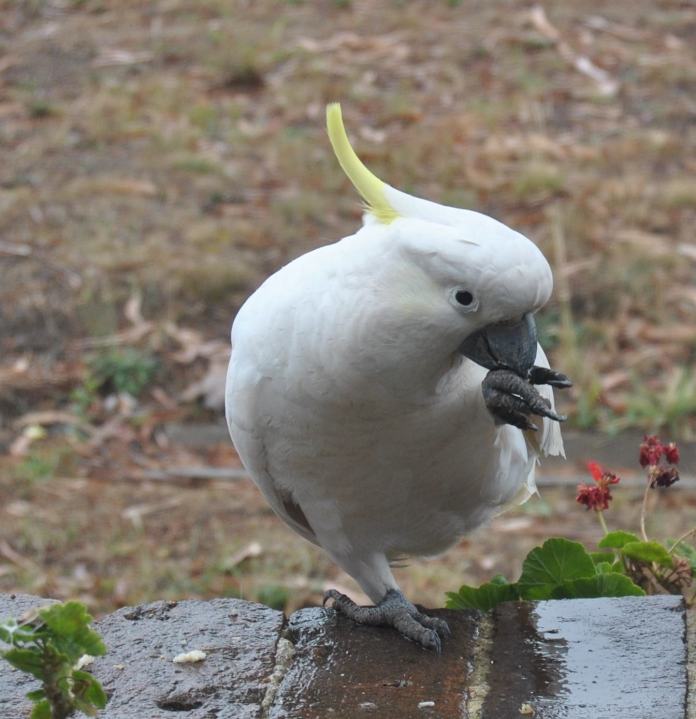 Sulphur-crested cockatoo balancing on one foot, eating from claw