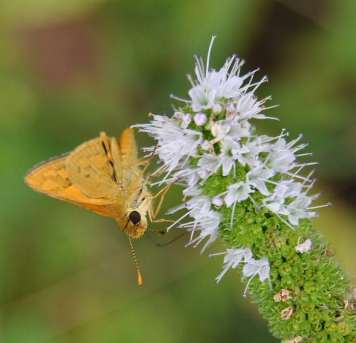 skipper bufferfly on mint blossom - it moves on tippy toes