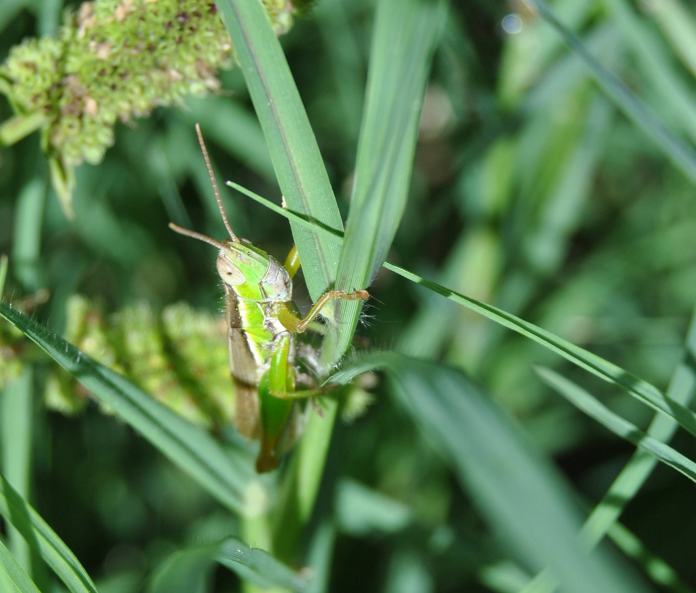 immature grasshopper?