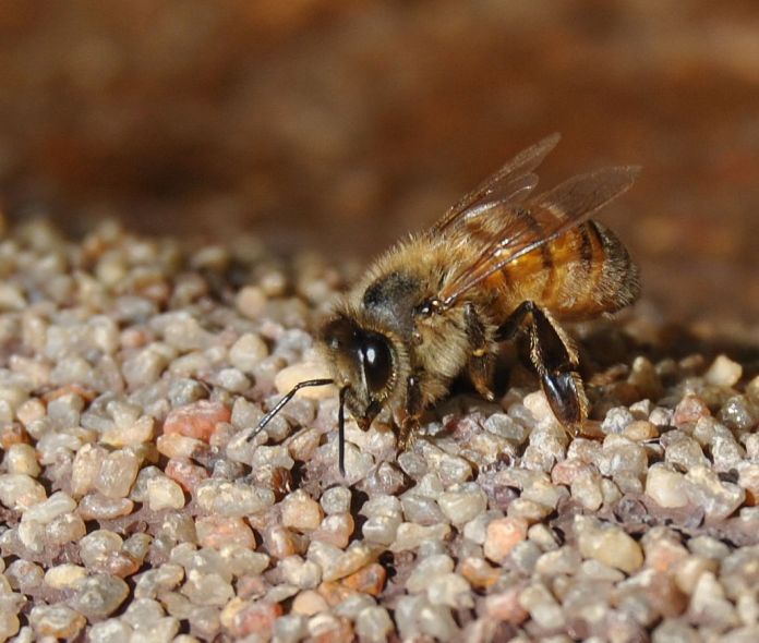 bee on edgeof pond, tongue starting to come out