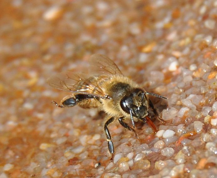 you get a good view of the tongue in this one