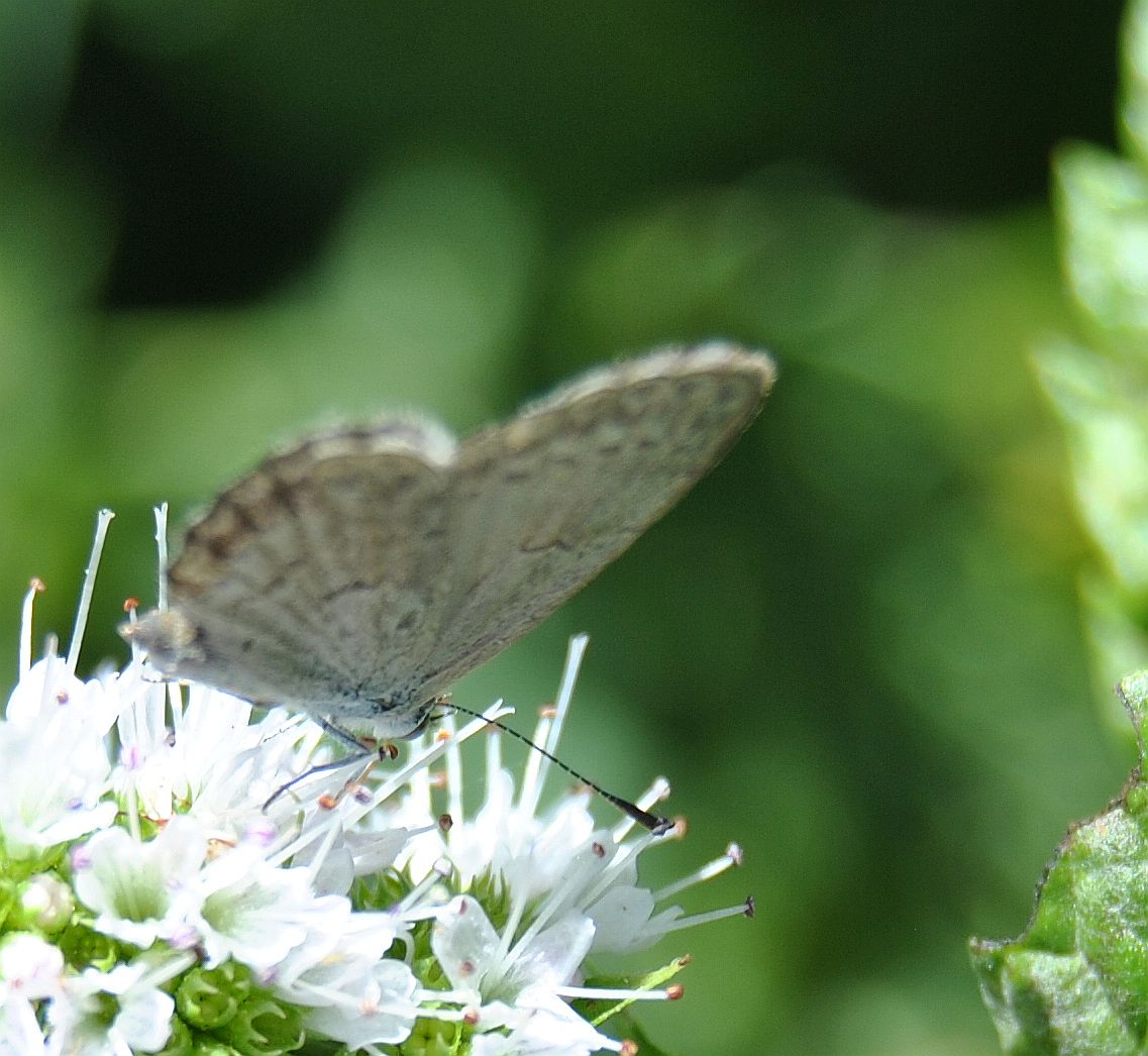 grass blue butterfly