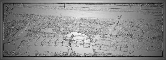 FastStone: Cockatoos with Frames and Bump Map effect