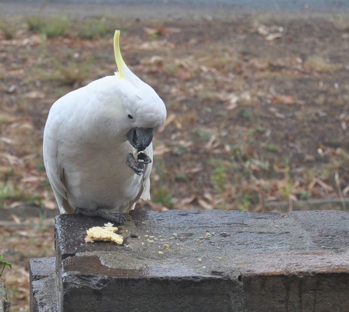 sulphur-crested cockatoo nibbling ricecake