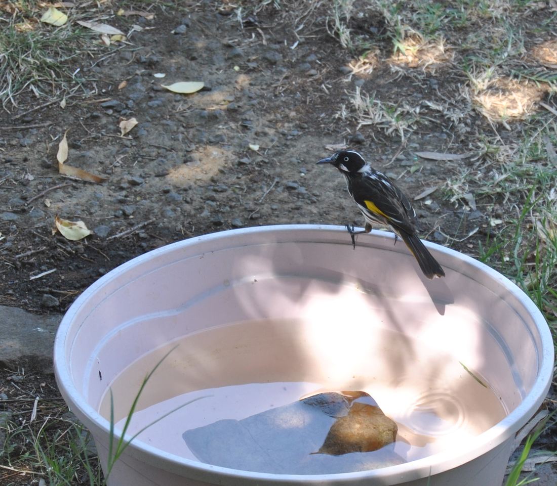 New Holland Honeyeater on water bowl