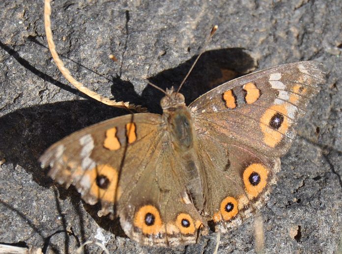 Meadow Argus Butterfly
