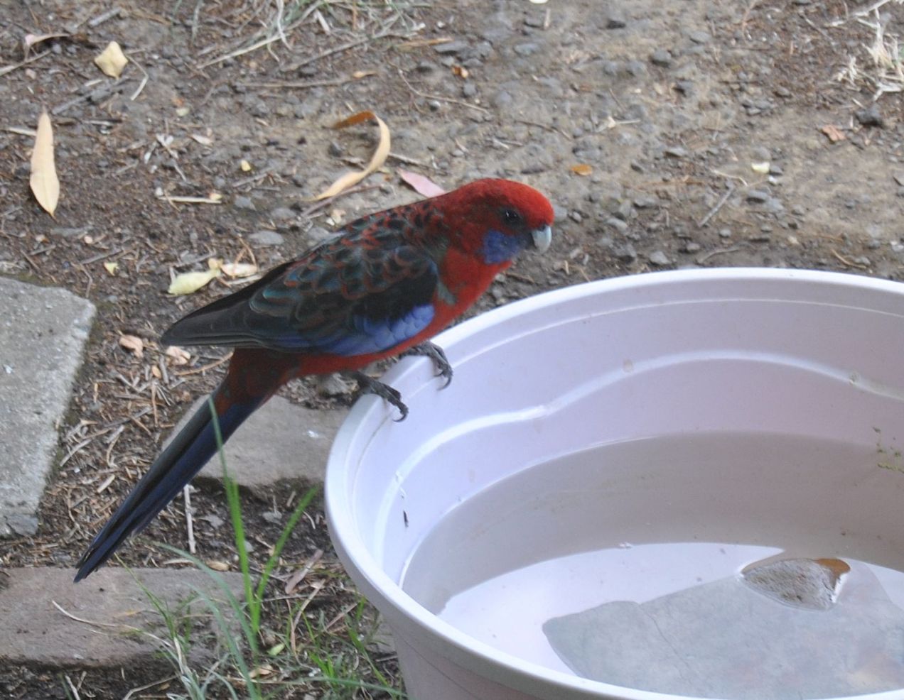 crimson rosella sitting edge water dish