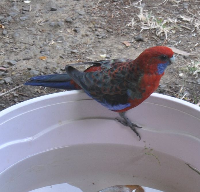 Crimson rosella, reluctant to use the rock