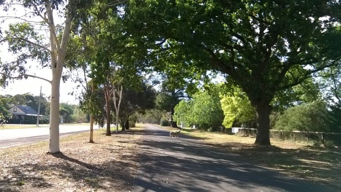 head ewe and her lamb