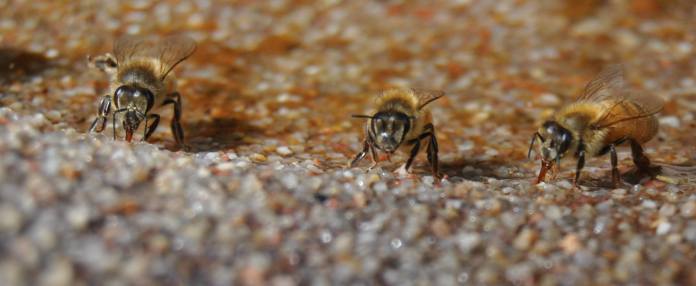 three bees drinking