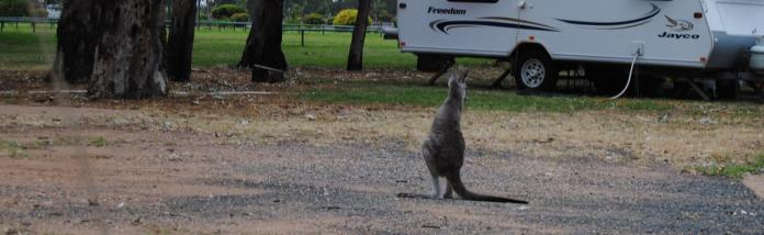 Billie, young kangaroo