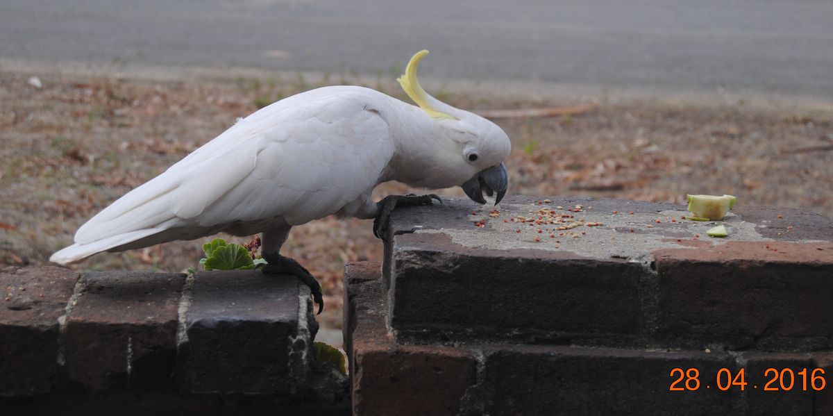 sulphur-crested cockatoo