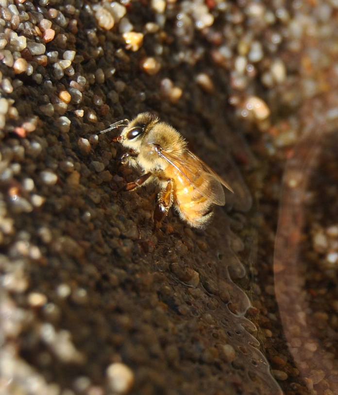 DSC_1714beegoldendrinking