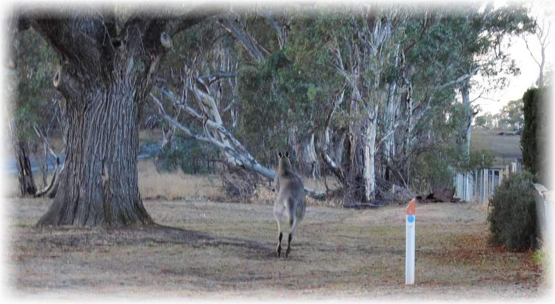 Gray Kangaroo bounding away to the scrubby roadsides