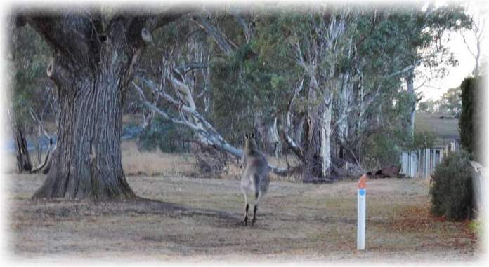 Gray Kangaroo bounding away to the scrubby roadsides