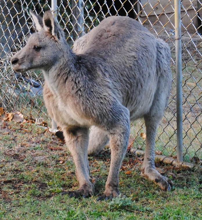 kangaroo