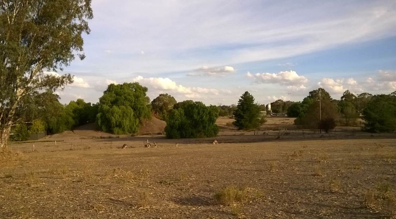 kangaroosnearhospital