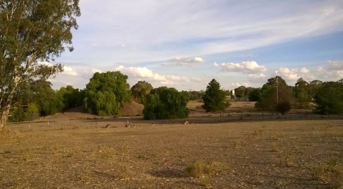 kangaroosnearhospital