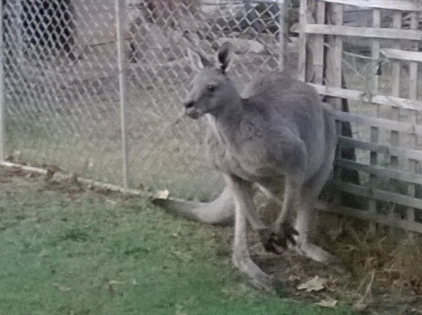Gray Kangaroo
