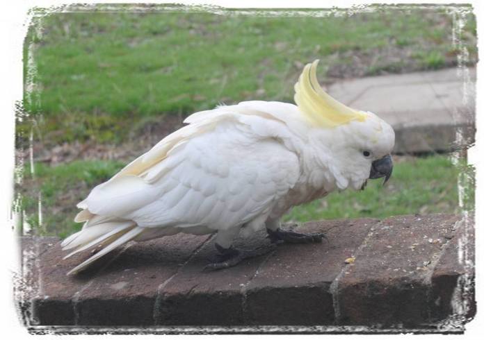 sulphur-crested cockatoo on fence