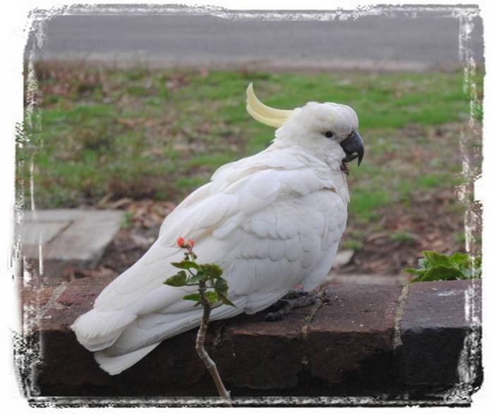 sulphur-crested cockatoo sitting on fence