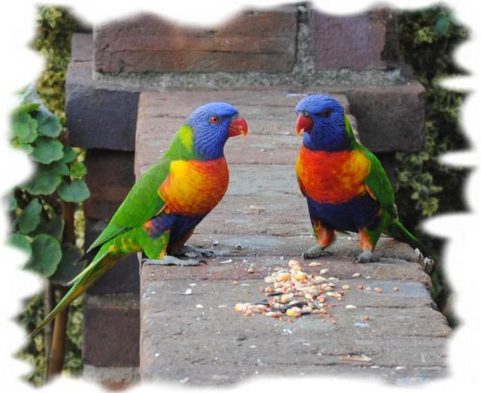 lorikeets