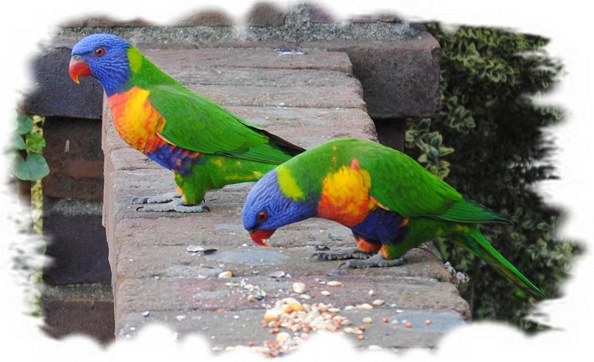 two rainbow lorikeets