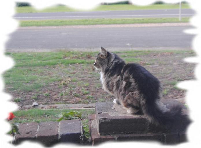 fluffy cat on my fence