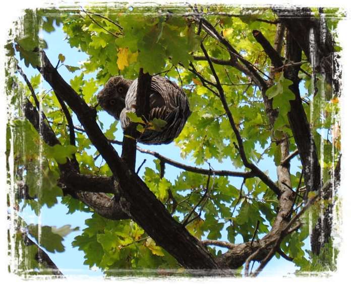 owl looking down at me