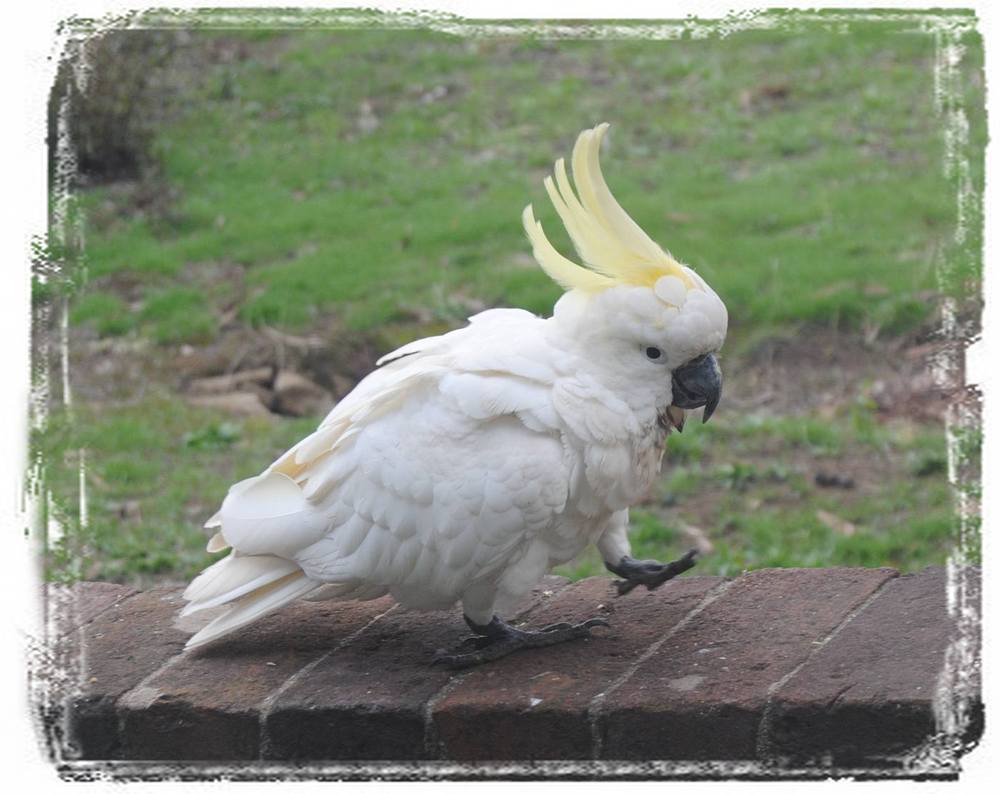 sulphur-crested cockatoo walking on fence