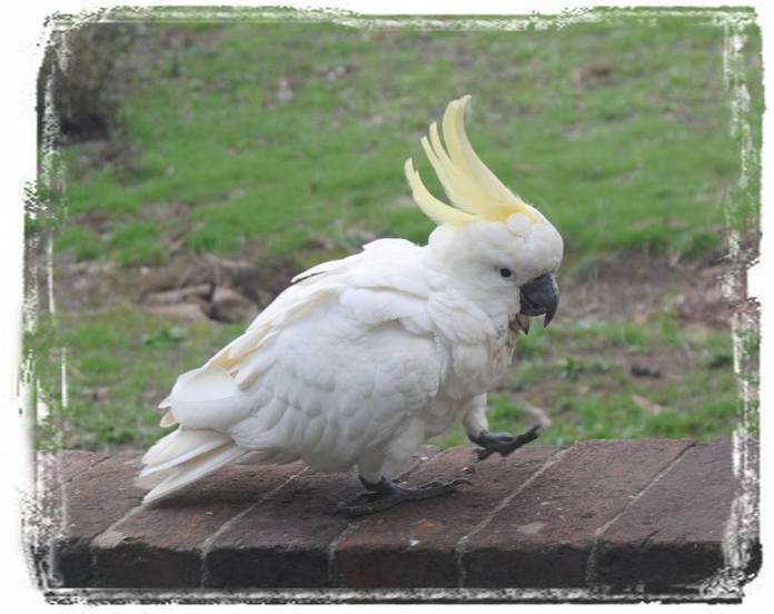 sulphur-crested cockatoo walking on fence