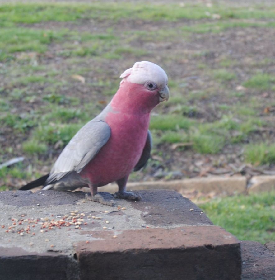 galah