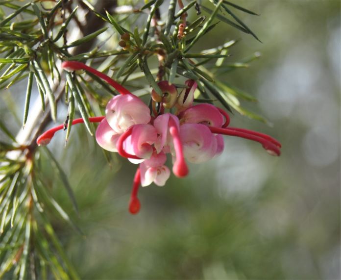 grevillea2