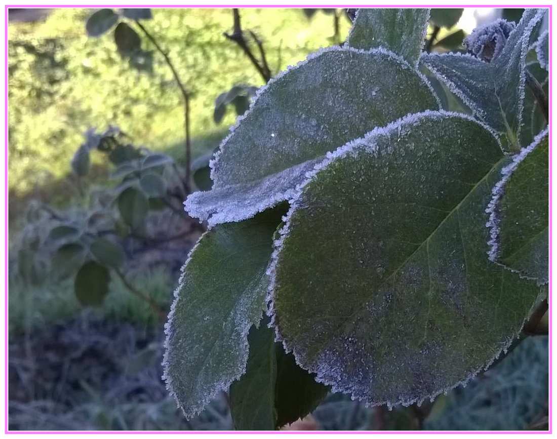 frosty rose leaves