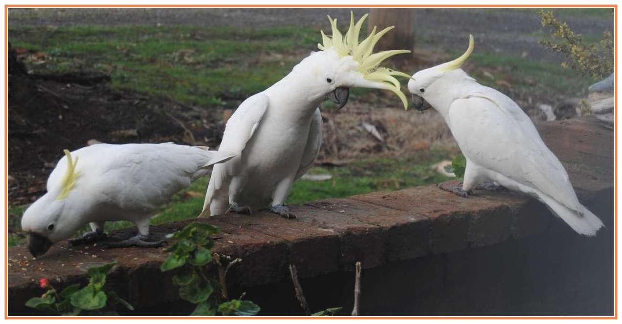 three sulphur-crested cockatoos