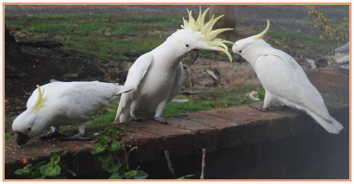 three sulphur-crested cockatoos