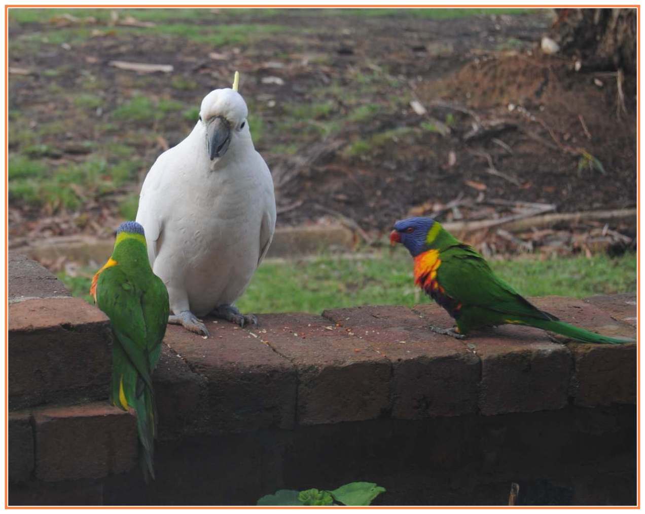one cockatoo confronted by two lorikeets