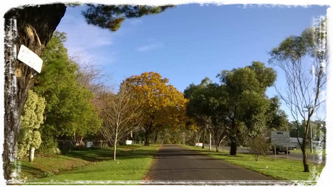 autumn tones in winter along service road