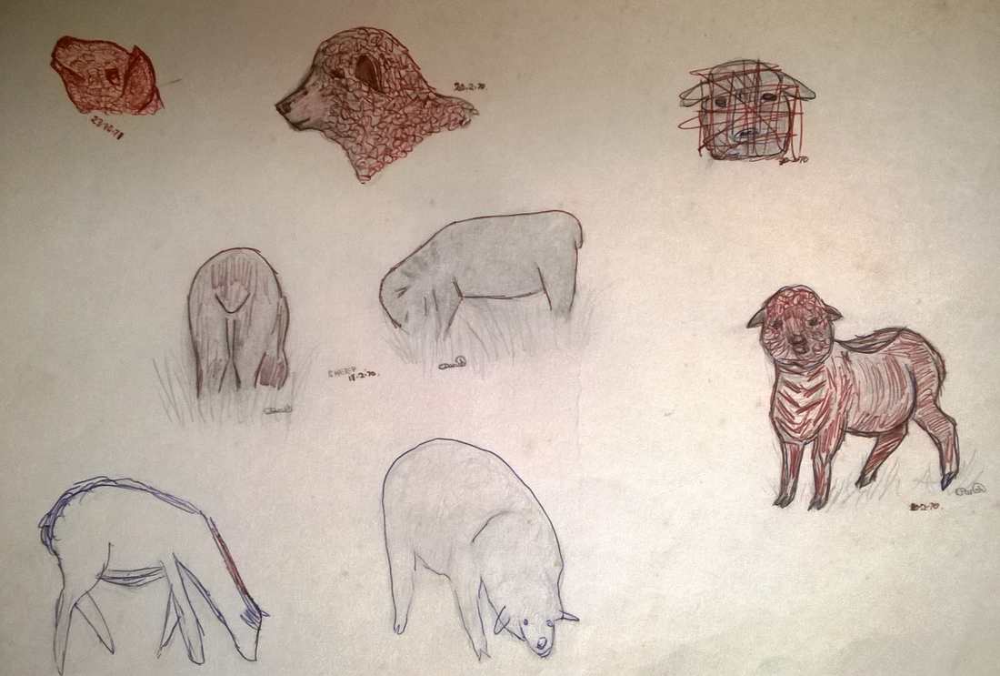 sketchbook - 1970-1971 sheep