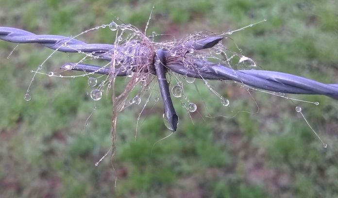raindrops on snagged cattle hair in wire barb