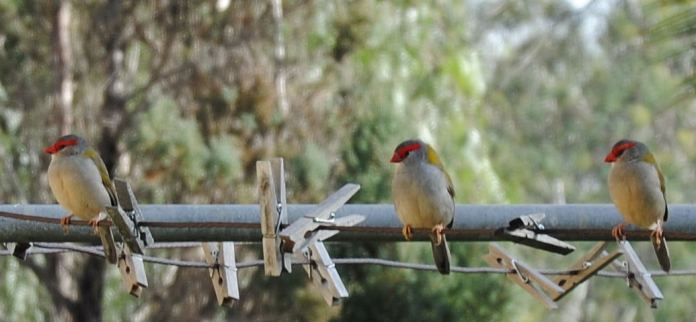 finch2
