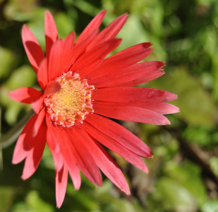 gerbera
