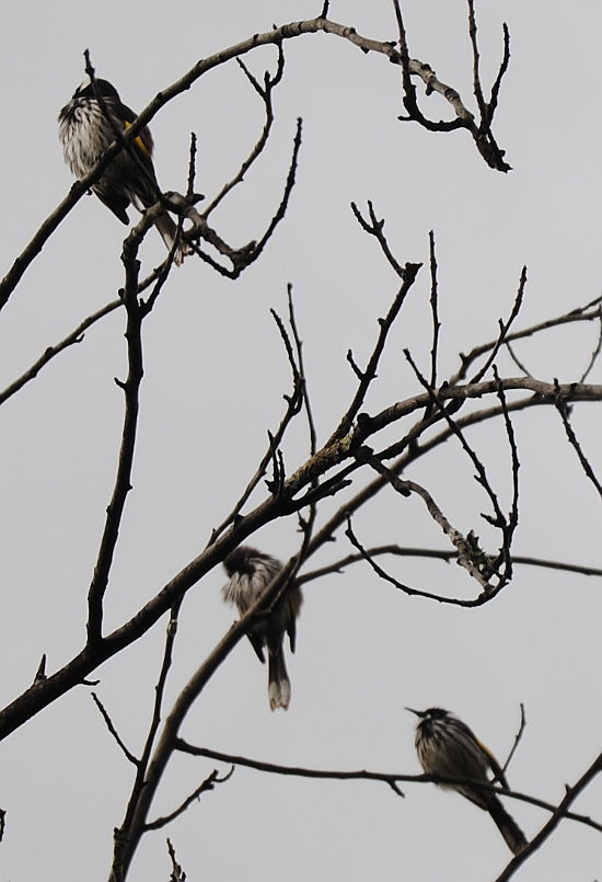 preening honeyeaters
