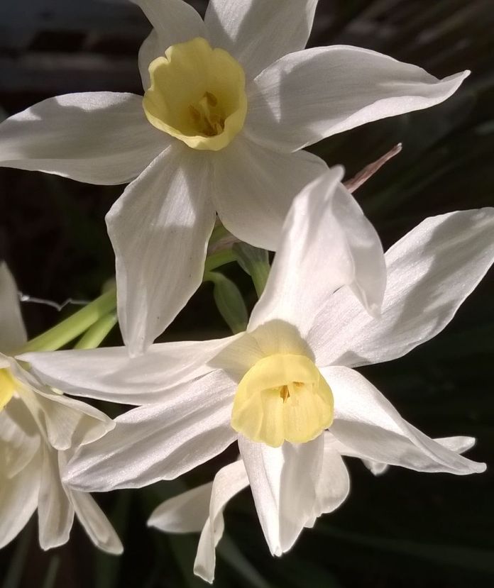 jonquils (Nokia Lumia 520)