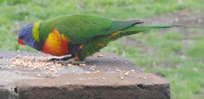 rainbow lorikeet