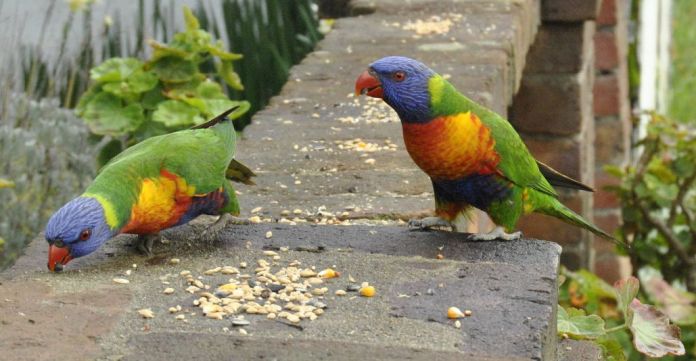 pair rainbow lorikeets on my fence