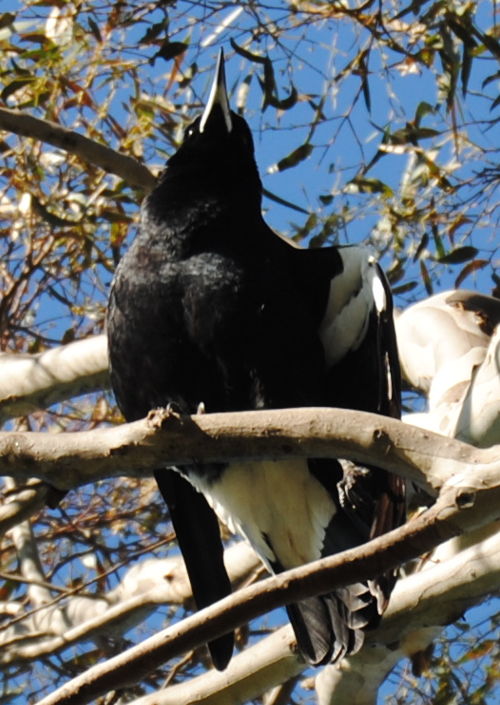 magpie2